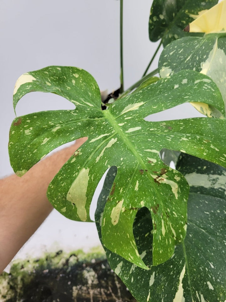 Monstera Thai Constellation - Nice Plants Good Pots