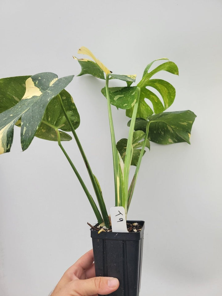 Monstera Thai Constellation - Nice Plants Good Pots