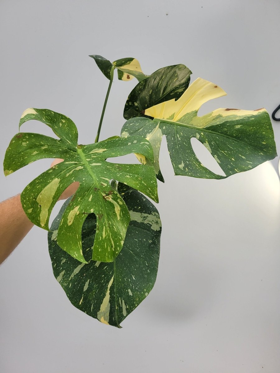 Monstera Thai Constellation - Nice Plants Good Pots