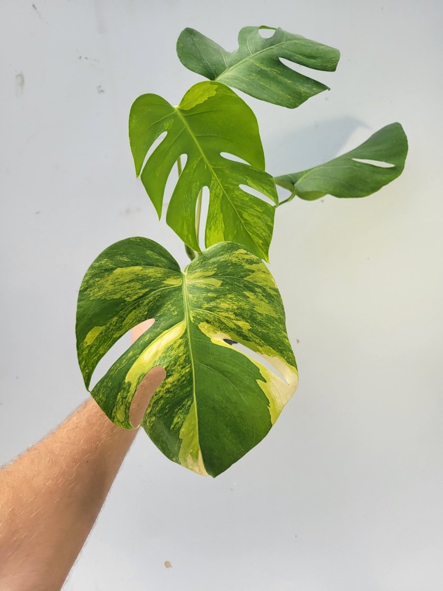 Monstera tricolor Aurea - Nice Plants Good Pots