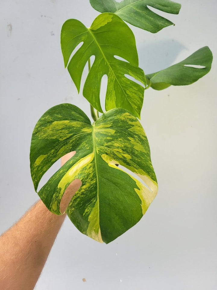 Monstera tricolor Aurea - Nice Plants Good Pots