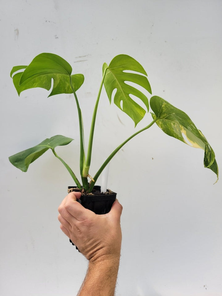 Monstera tricolor Aurea - Nice Plants Good Pots