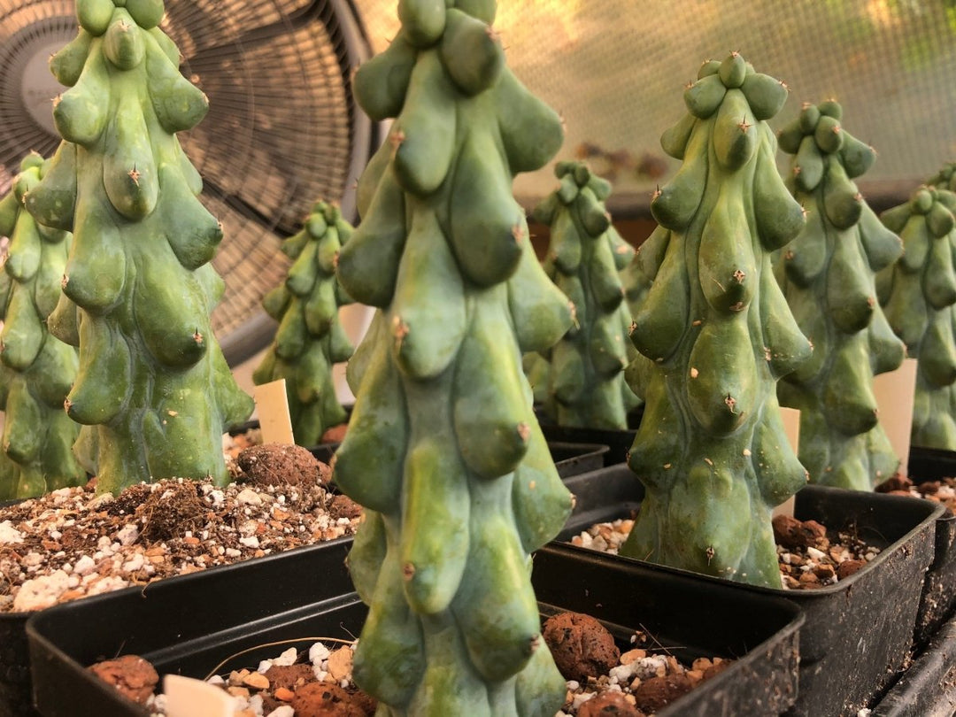 Myrtillocactus Geometrizans "Boobie Cactus" L - Nice Plants Good Pots