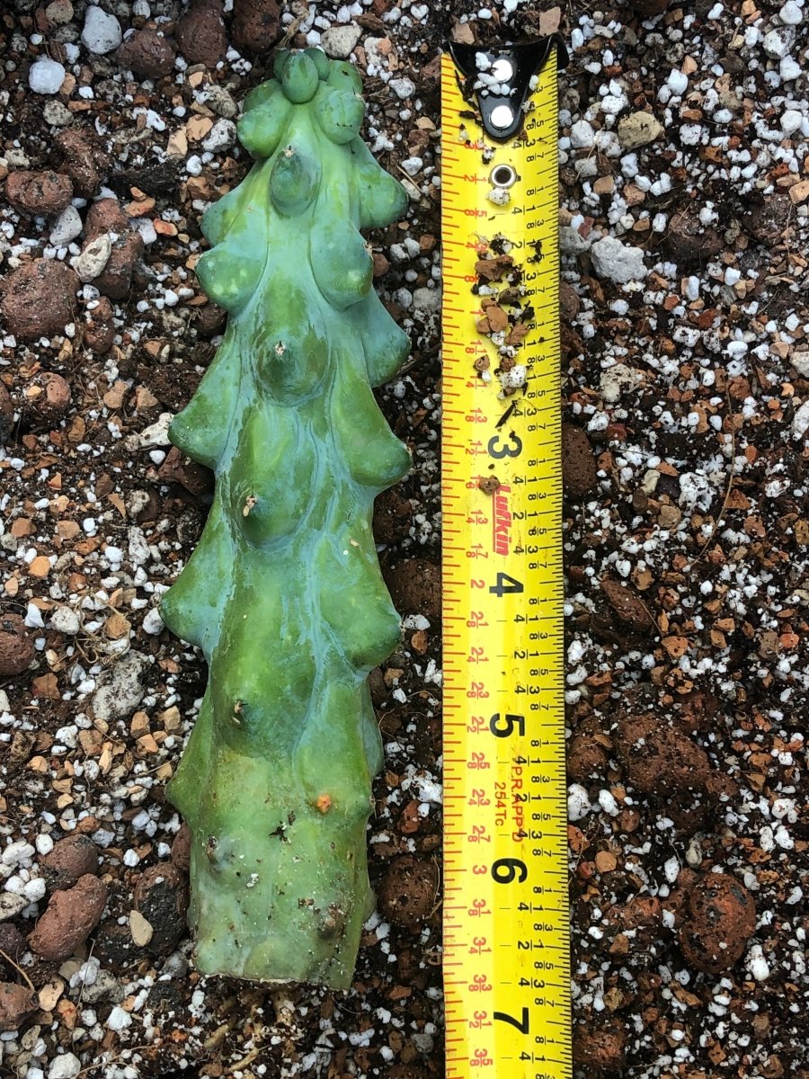 Myrtillocactus Geometrizans "Boobie Cactus" L - Nice Plants Good Pots