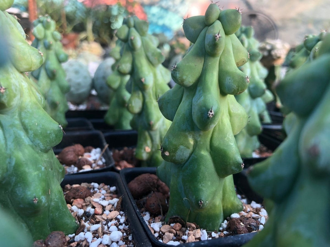 Myrtillocactus Geometrizans "Boobie Cactus" M - Nice Plants Good Pots