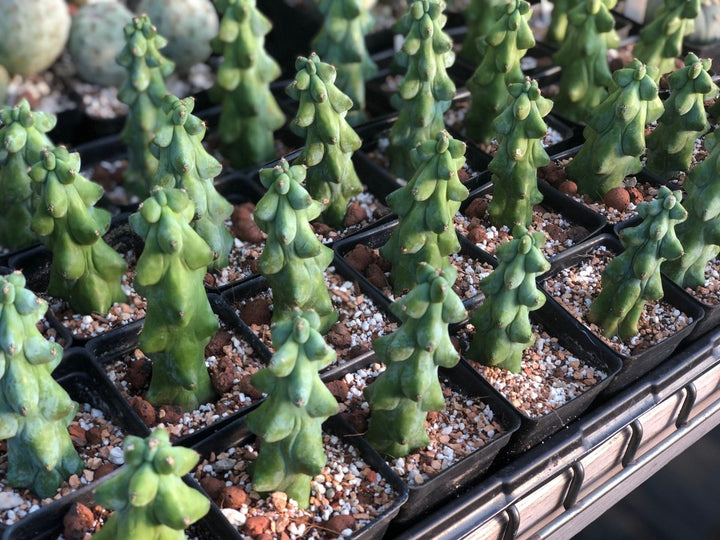 Myrtillocactus Geometrizans "Boobie Cactus" M - Nice Plants Good Pots