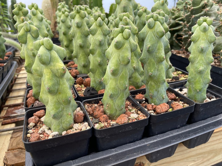 Myrtillocactus Geometrizans "Boobie Cactus" M - Nice Plants Good Pots