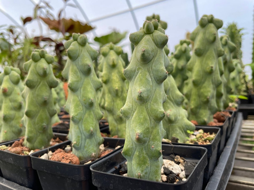 Myrtillocactus Geometrizans "Boobie Cactus" M - Nice Plants Good Pots