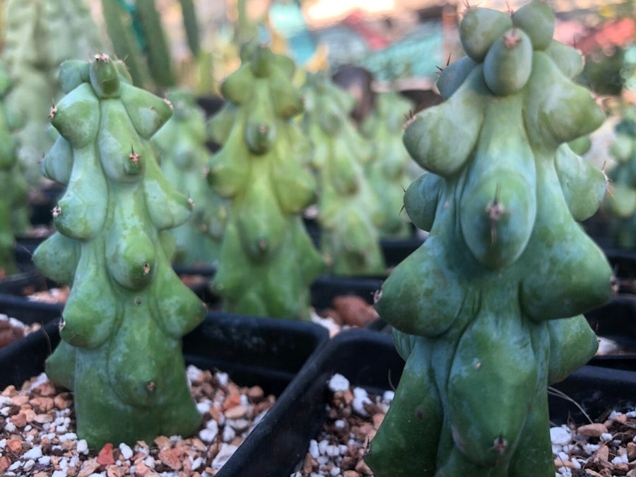 Myrtillocactus Geometrizans "Boobie Cactus" S - Nice Plants Good Pots