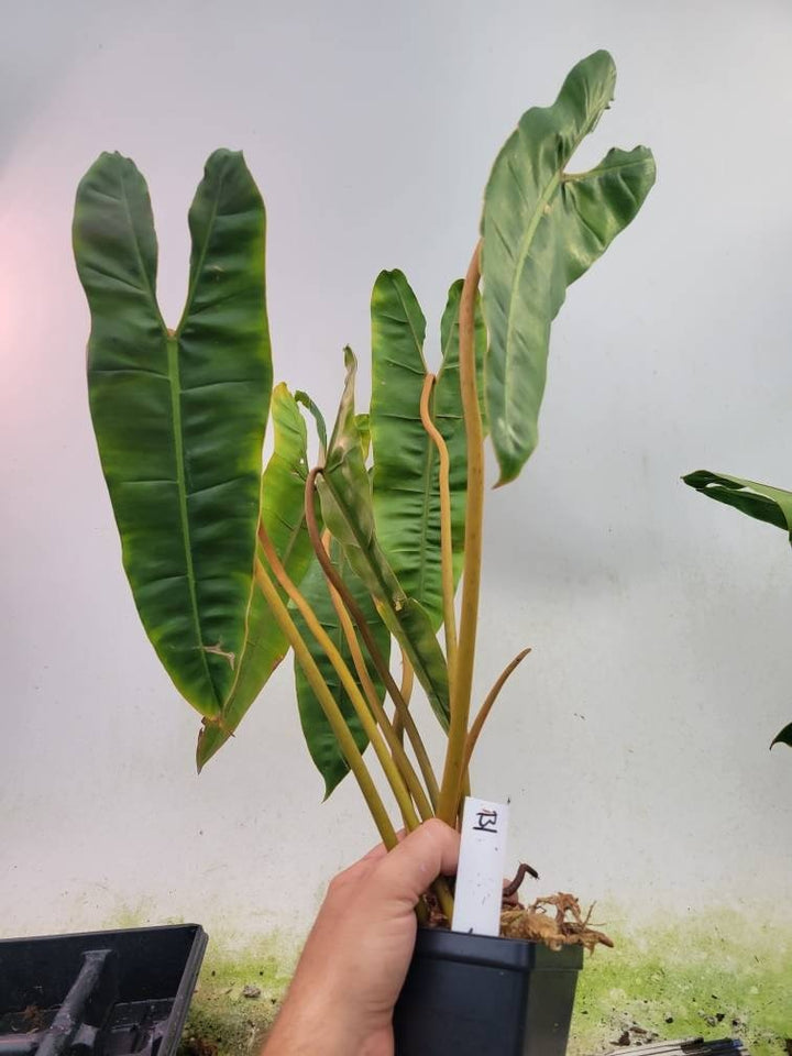 Philodendron Billietiae - Nice Plants Good Pots