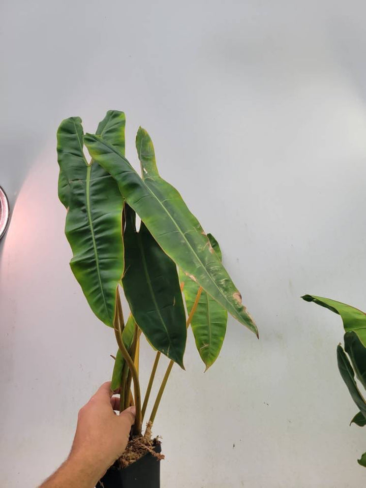 Philodendron Billietiae - Nice Plants Good Pots