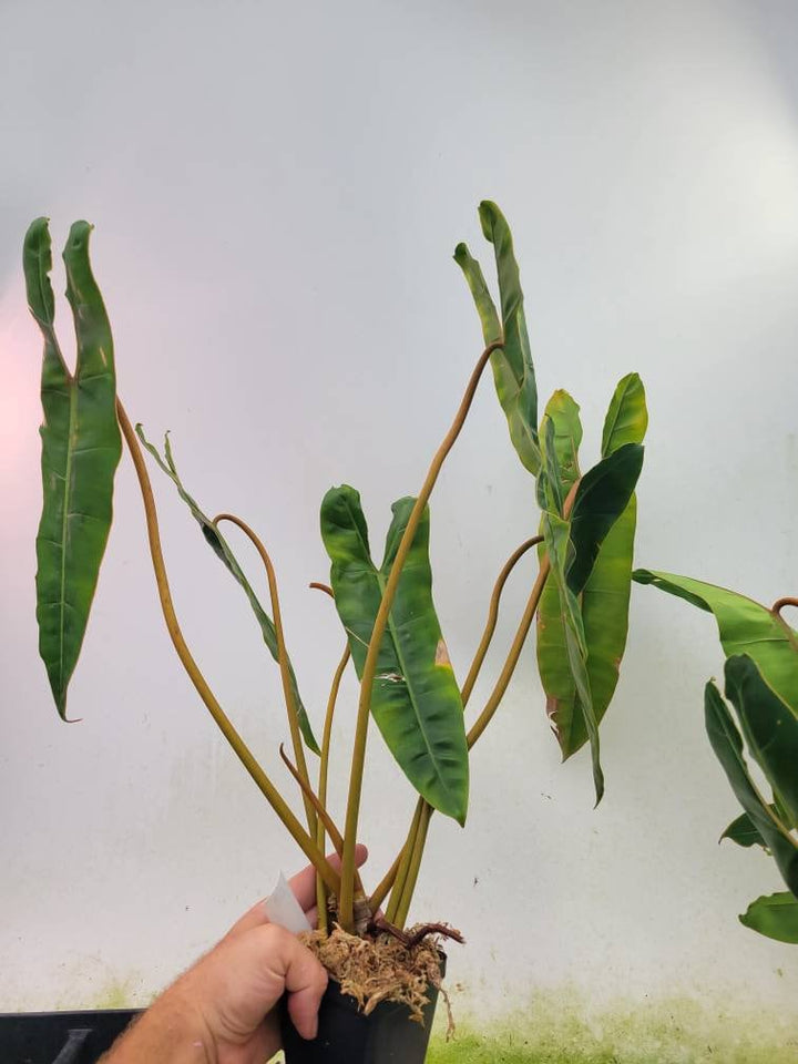 Philodendron Billietiae - Nice Plants Good Pots