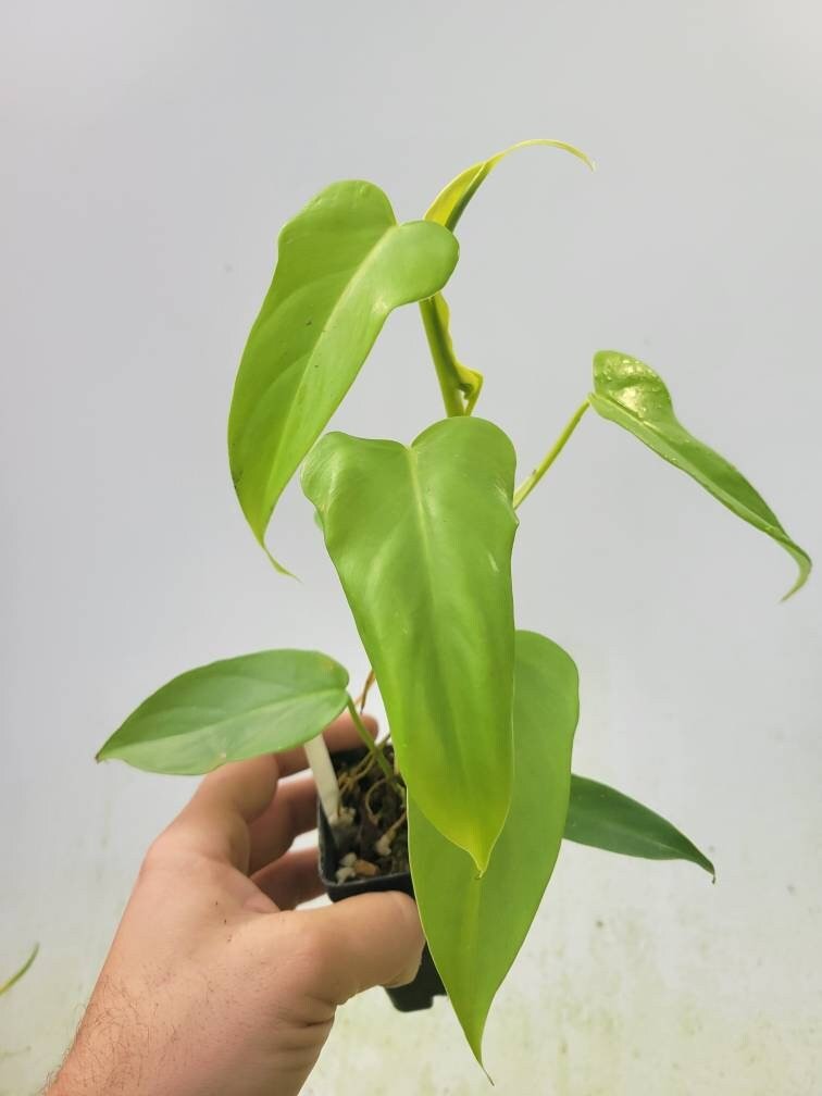 Philodendron Bipennifolium Aurea - Nice Plants Good Pots