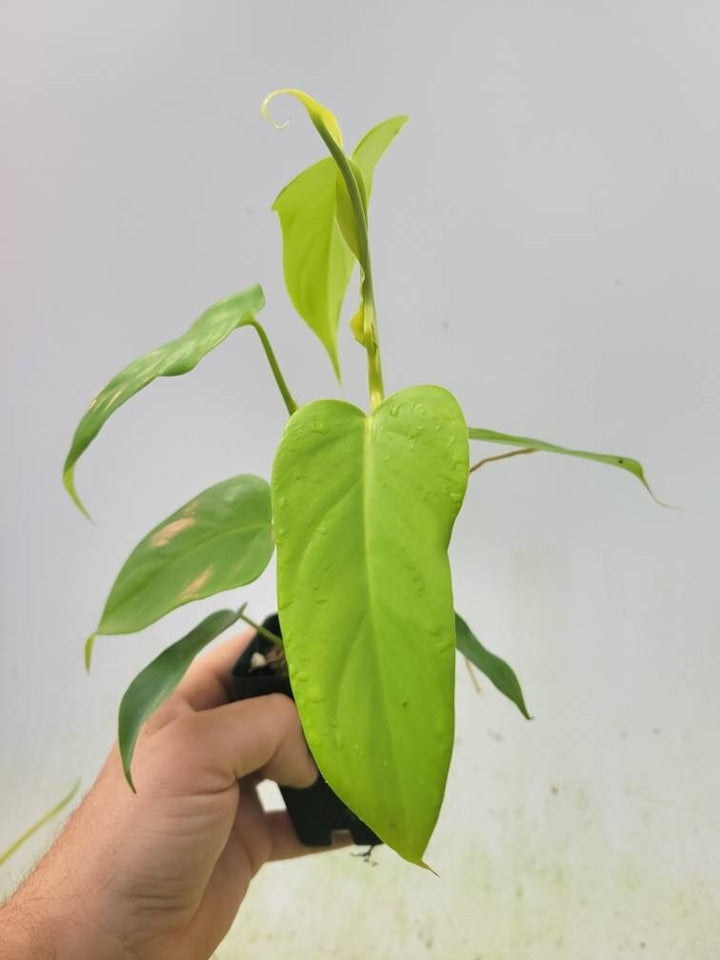 Philodendron Bipennifolium Aurea - Nice Plants Good Pots