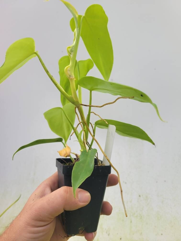 Philodendron Bipennifolium Aurea - Nice Plants Good Pots