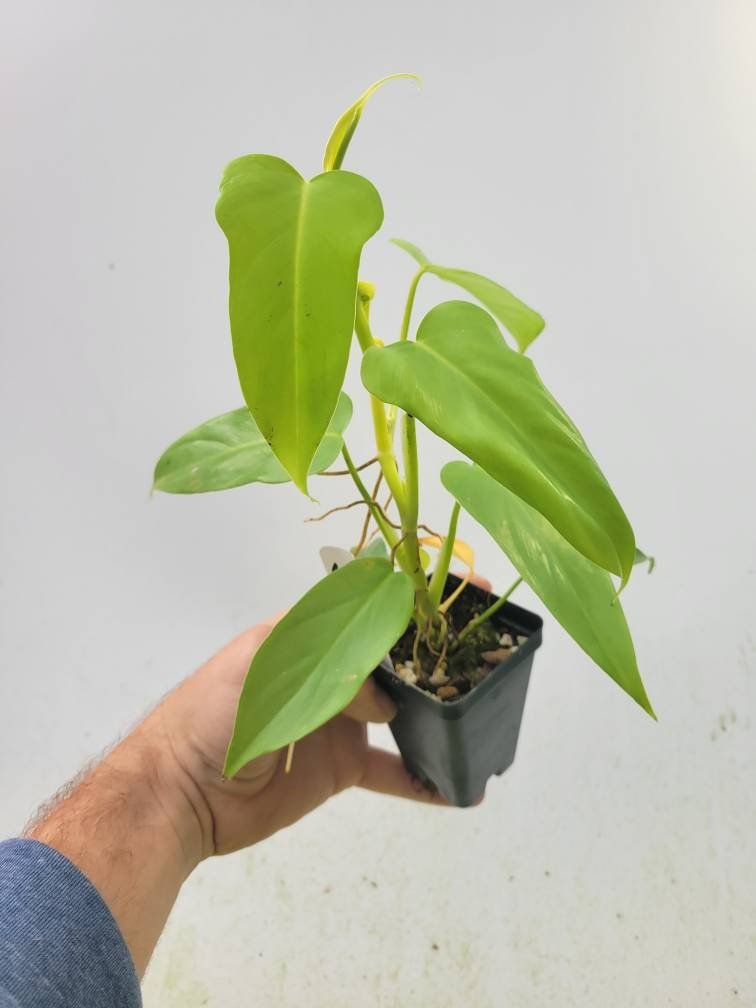 Philodendron Bipennifolium Aurea - Nice Plants Good Pots