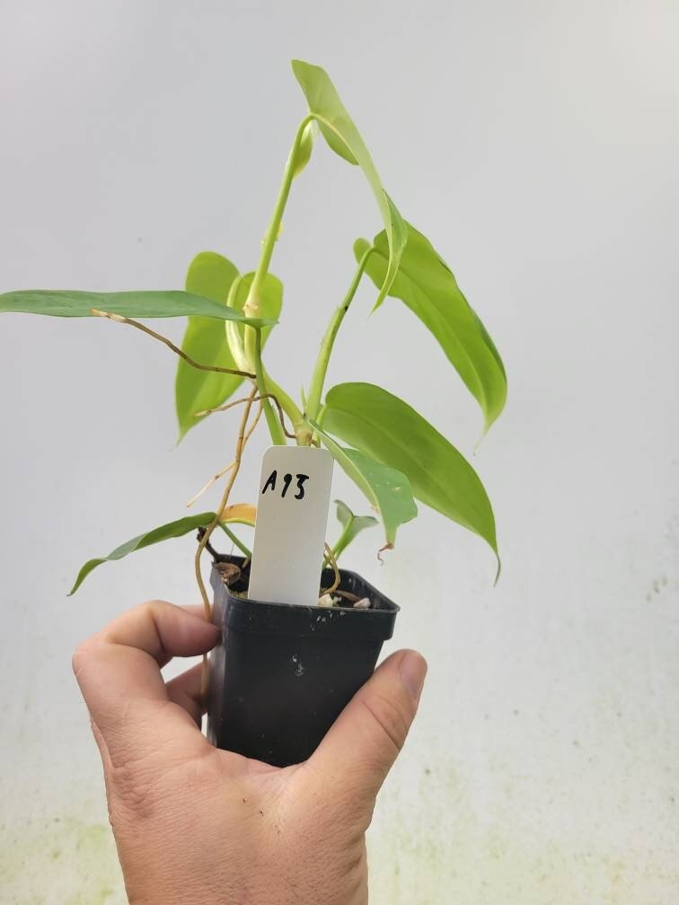 Philodendron Bipennifolium Aurea - Nice Plants Good Pots