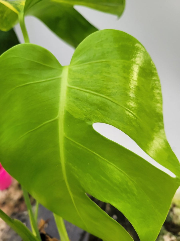 Philodendron Bob Cee - Nice Plants Good Pots