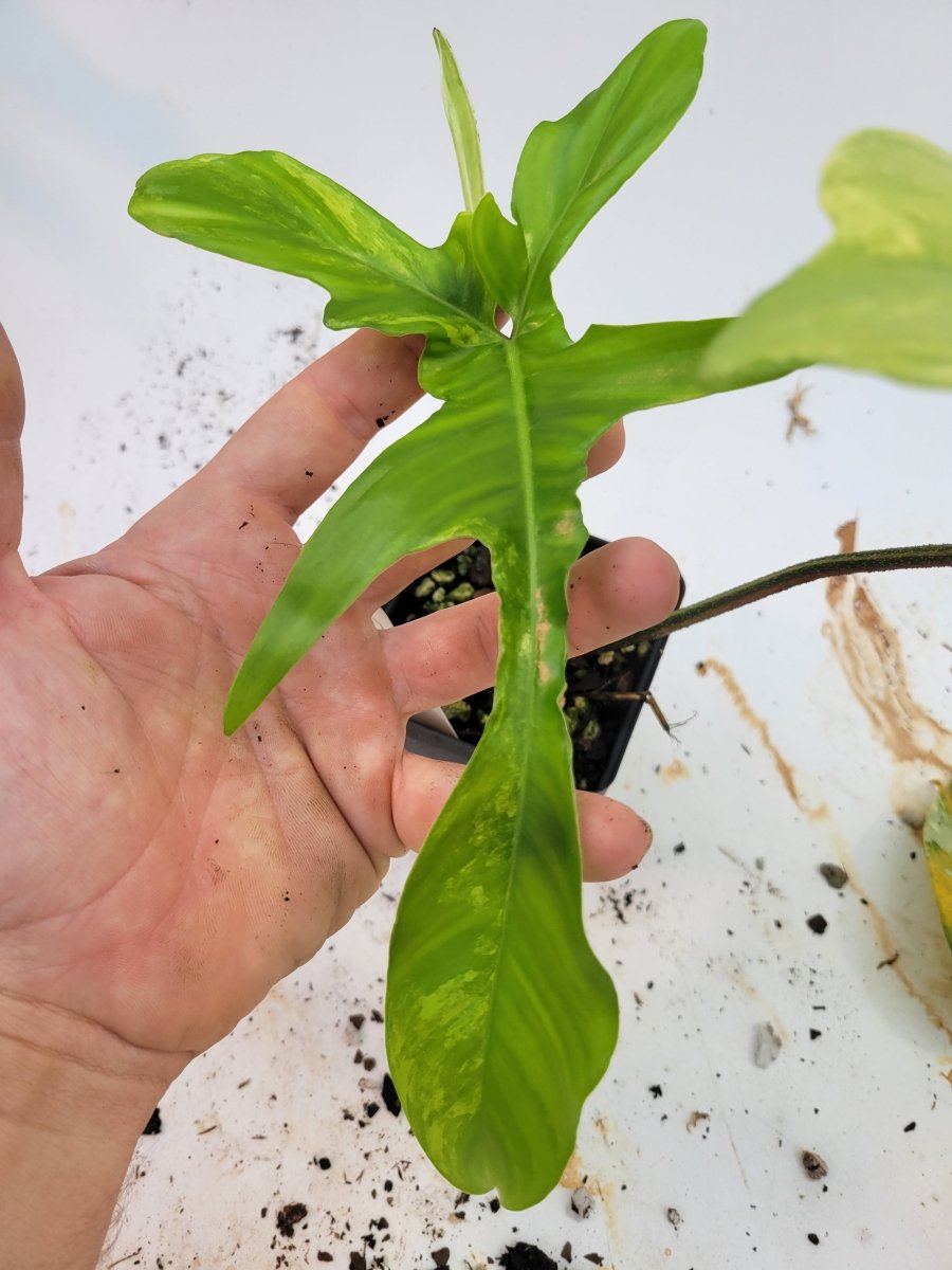 Philodendron Florida Beauty variegated - Nice Plants Good Pots