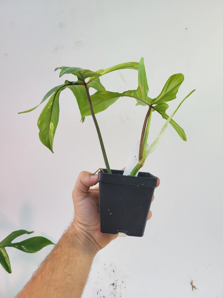 Philodendron Florida Beauty variegated - Nice Plants Good Pots