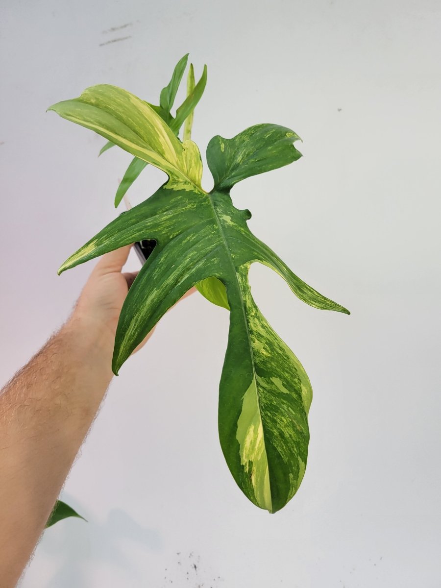 Philodendron Florida Beauty variegated - Nice Plants Good Pots