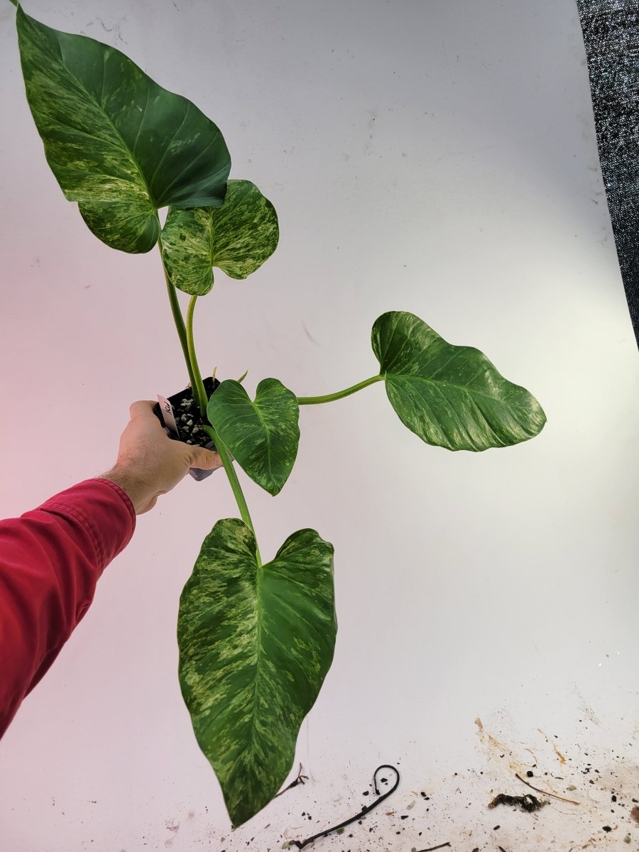 Philodendron Giganteum Blizzard - Nice Plants Good Pots