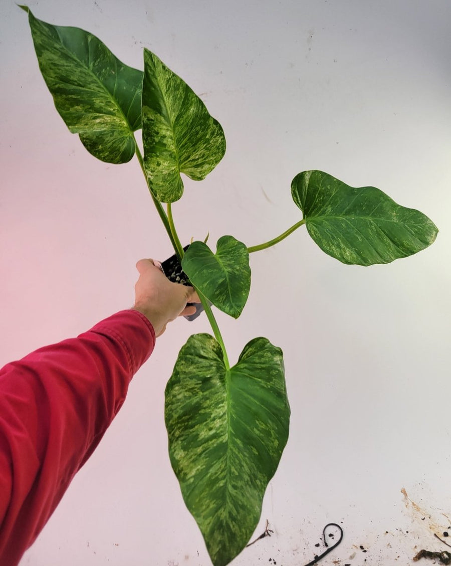 Philodendron Giganteum Blizzard - Nice Plants Good Pots