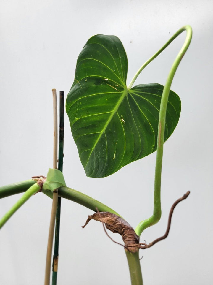 Philodendron Glorious - Nice Plants Good Pots