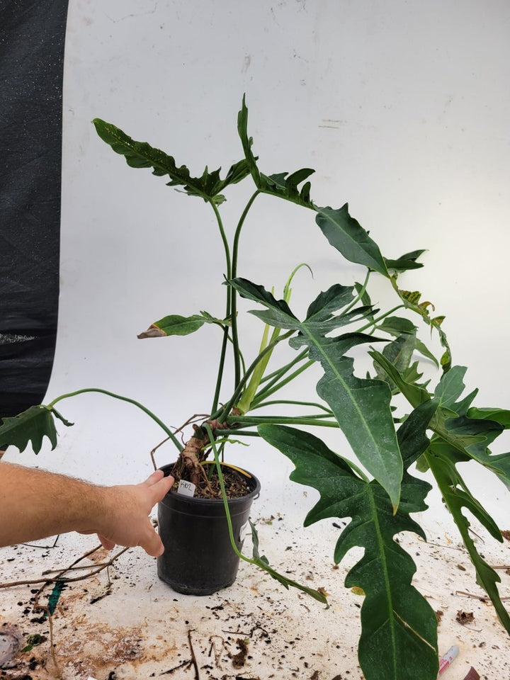 Philodendron Golden Dragon Narrow - Nice Plants Good Pots