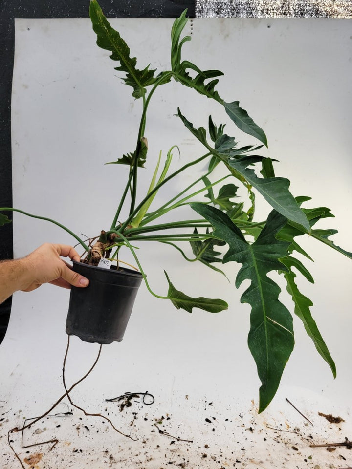 Philodendron Golden Dragon Narrow - Nice Plants Good Pots