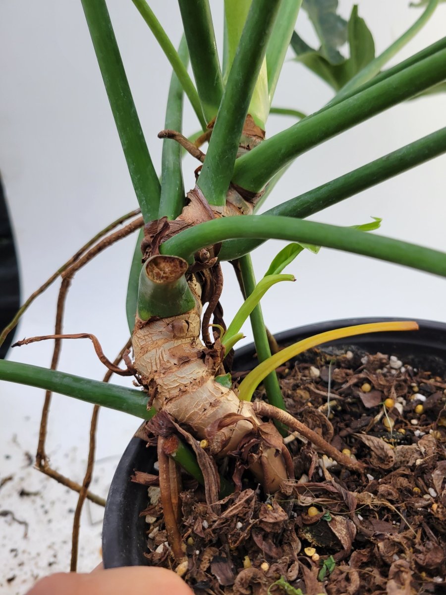 Philodendron Golden Dragon Narrow - Nice Plants Good Pots