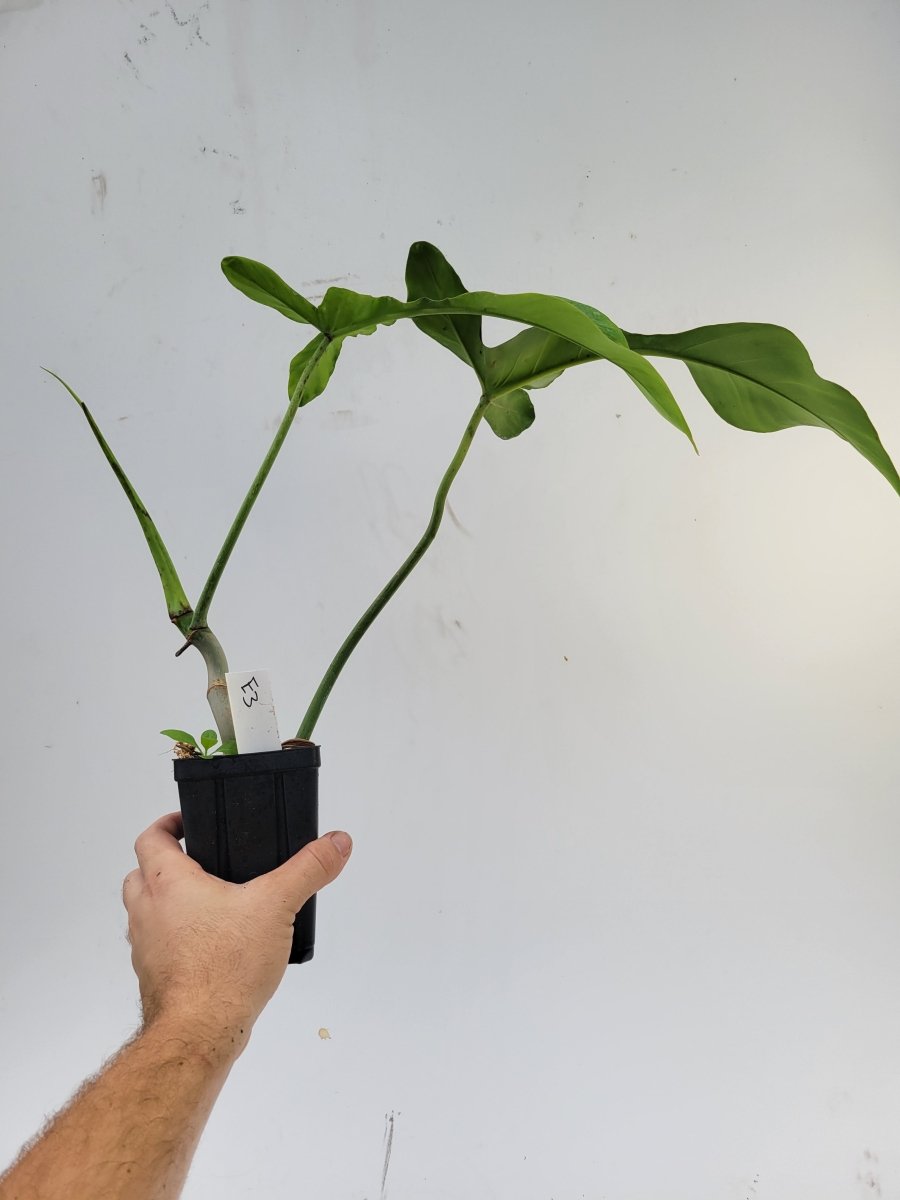 Philodendron Joepii - offers juvenile aroid plant