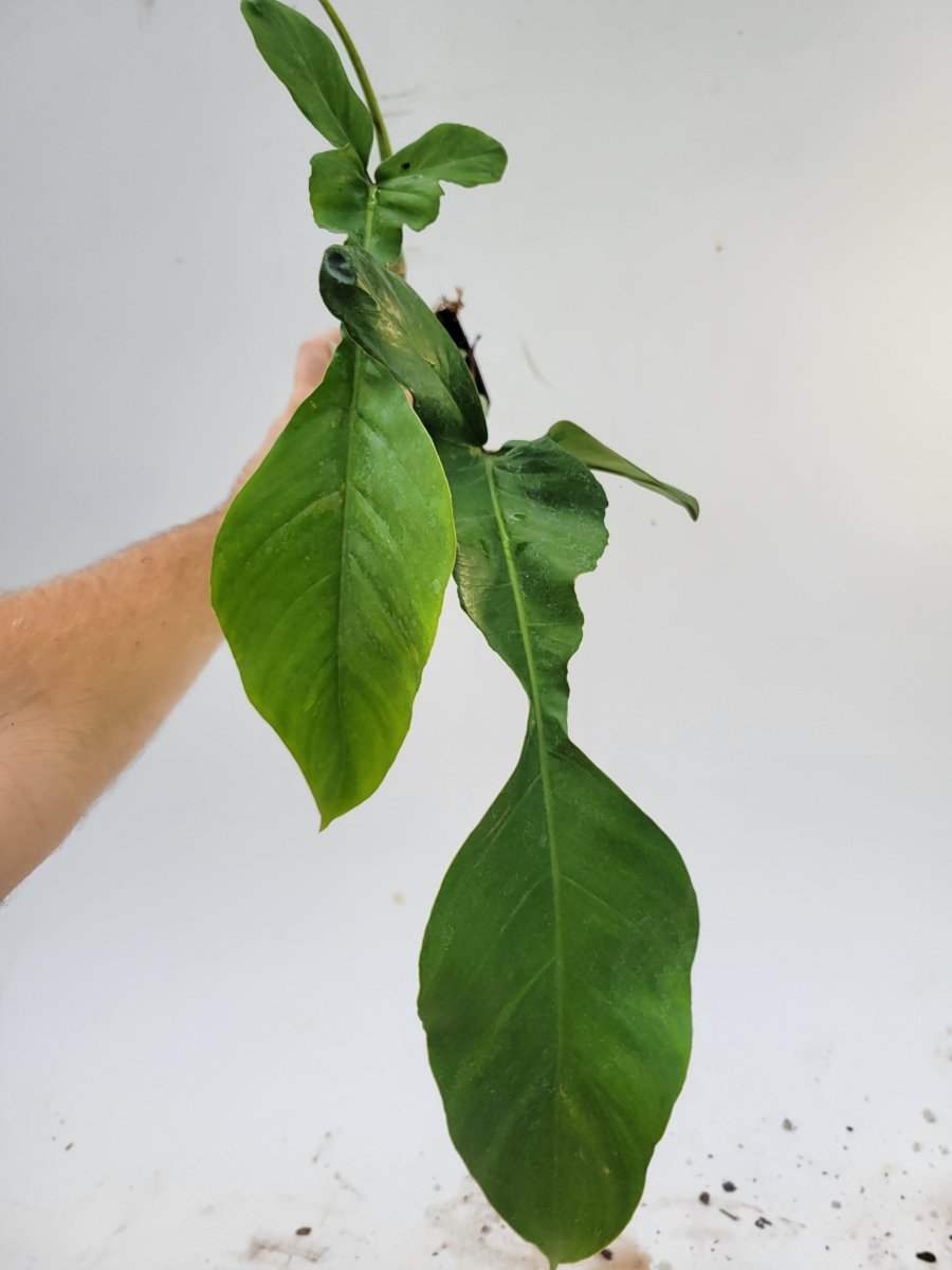 Philodendron Joepii - Nice Plants Good Pots