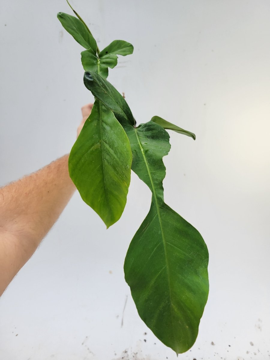 Philodendron Joepii - Nice Plants Good Pots