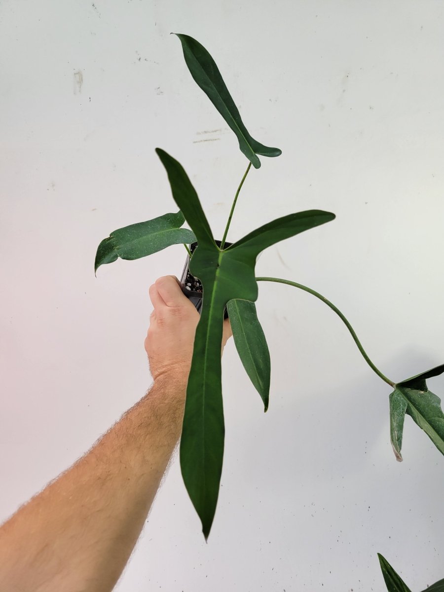 Philodendron Longilobatum - Nice Plants Good Pots