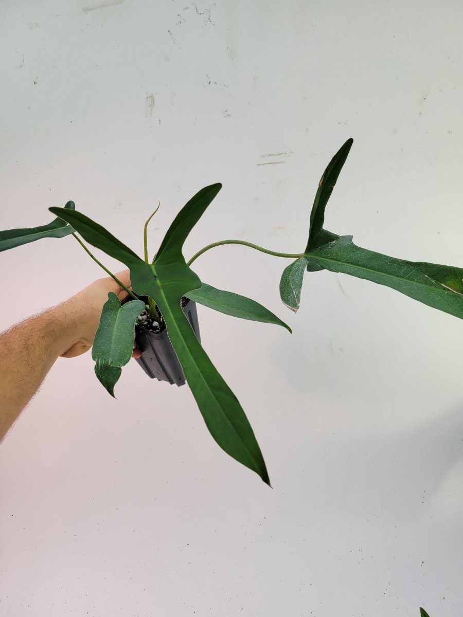 Philodendron Longilobatum - Nice Plants Good Pots