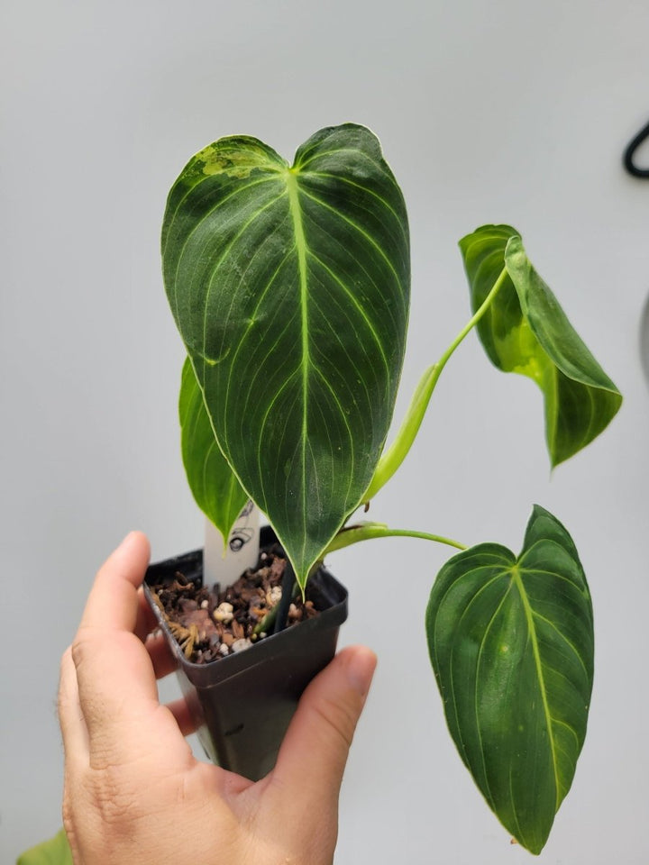 Philodendron Melanochrysum - Nice Plants Good Pots