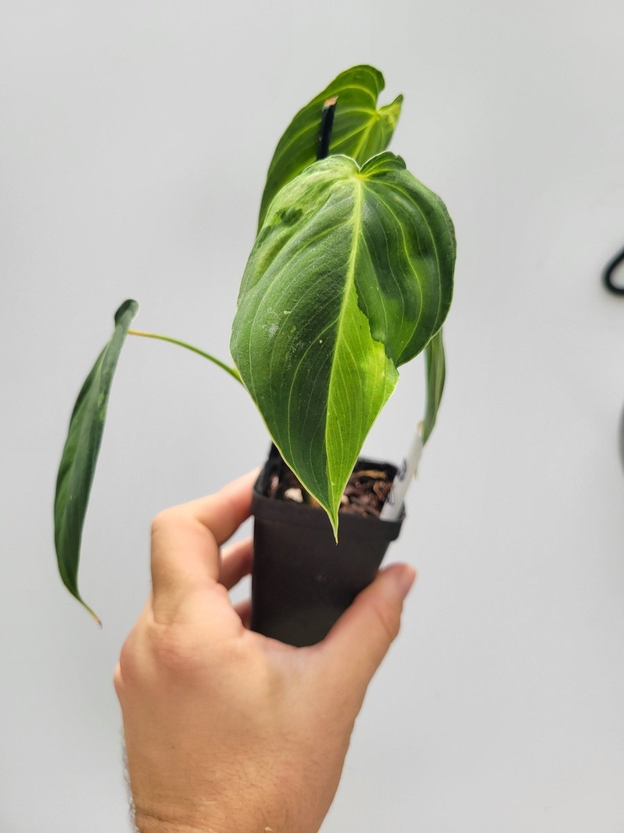 Philodendron Melanochrysum - Nice Plants Good Pots