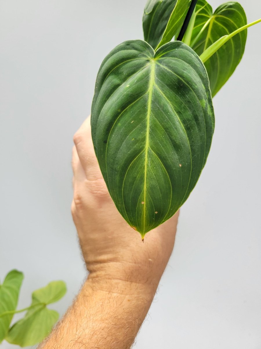 Philodendron Melanochrysum - Nice Plants Good Pots