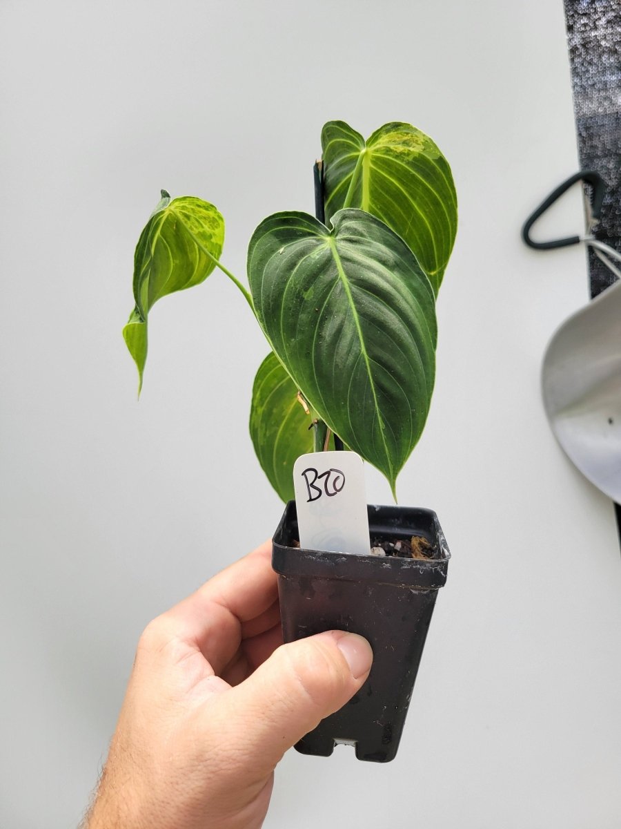 Philodendron Melanochrysum - Nice Plants Good Pots