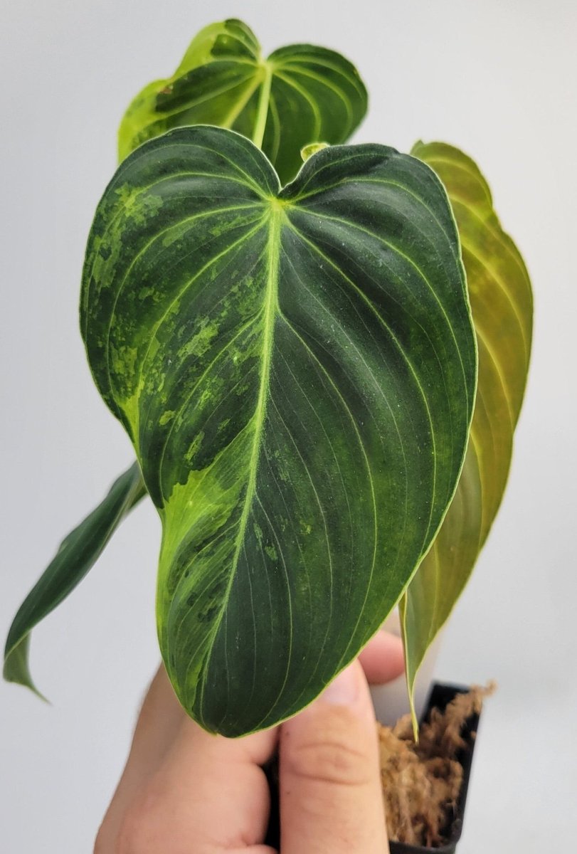 Philodendron Melanochrysum Variegated - Nice Plants Good Pots