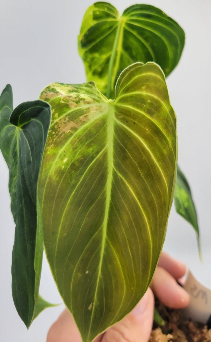 Philodendron Melanochrysum Variegated - Nice Plants Good Pots