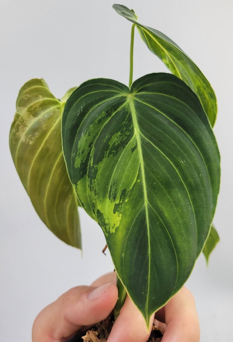 Philodendron Melanochrysum Variegated - Nice Plants Good Pots