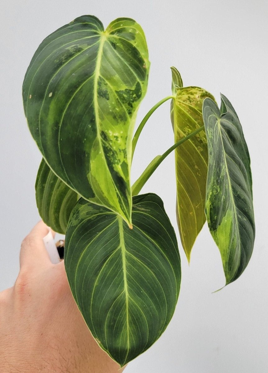 Philodendron Melanochrysum Variegated - Nice Plants Good Pots