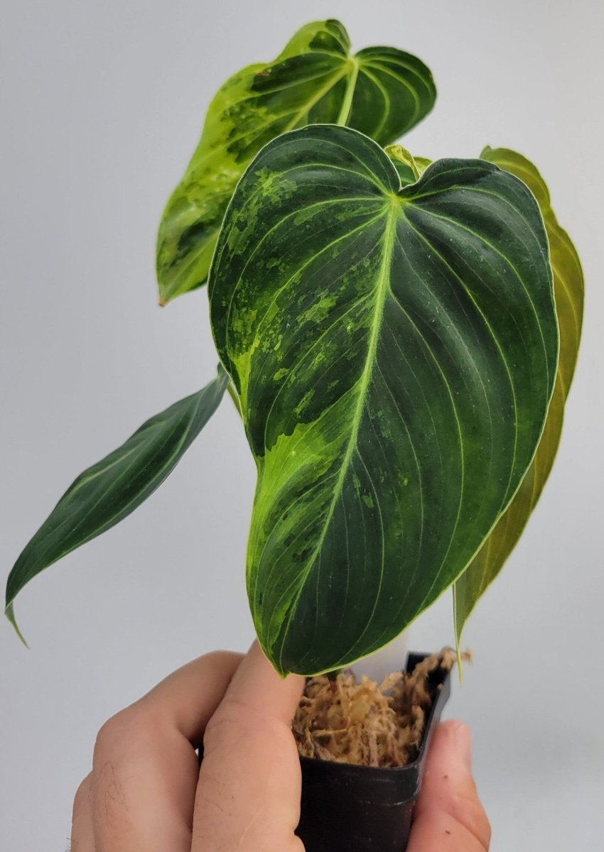 Philodendron Melanochrysum Variegated - Nice Plants Good Pots