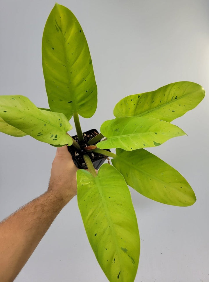 Philodendron Melinonii Ruaysap Gold Mint Variegated - Nice Plants Good Pots