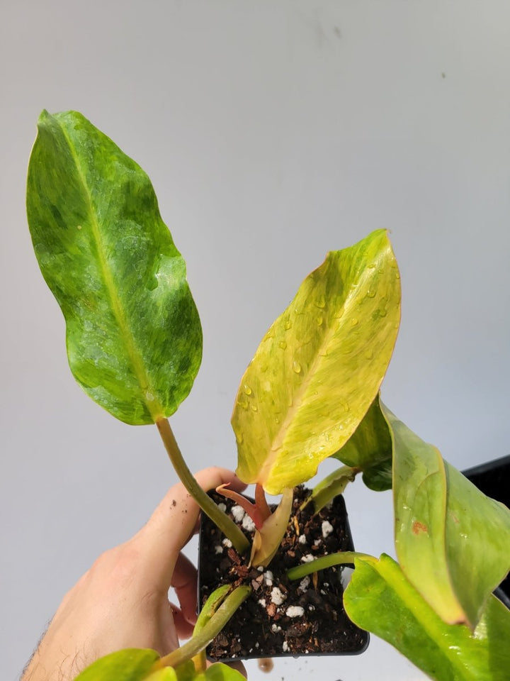 Philodendron Orange Marmalade - Nice Plants Good Pots