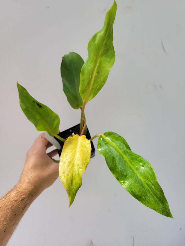 Philodendron Orange Marmalade - Nice Plants Good Pots