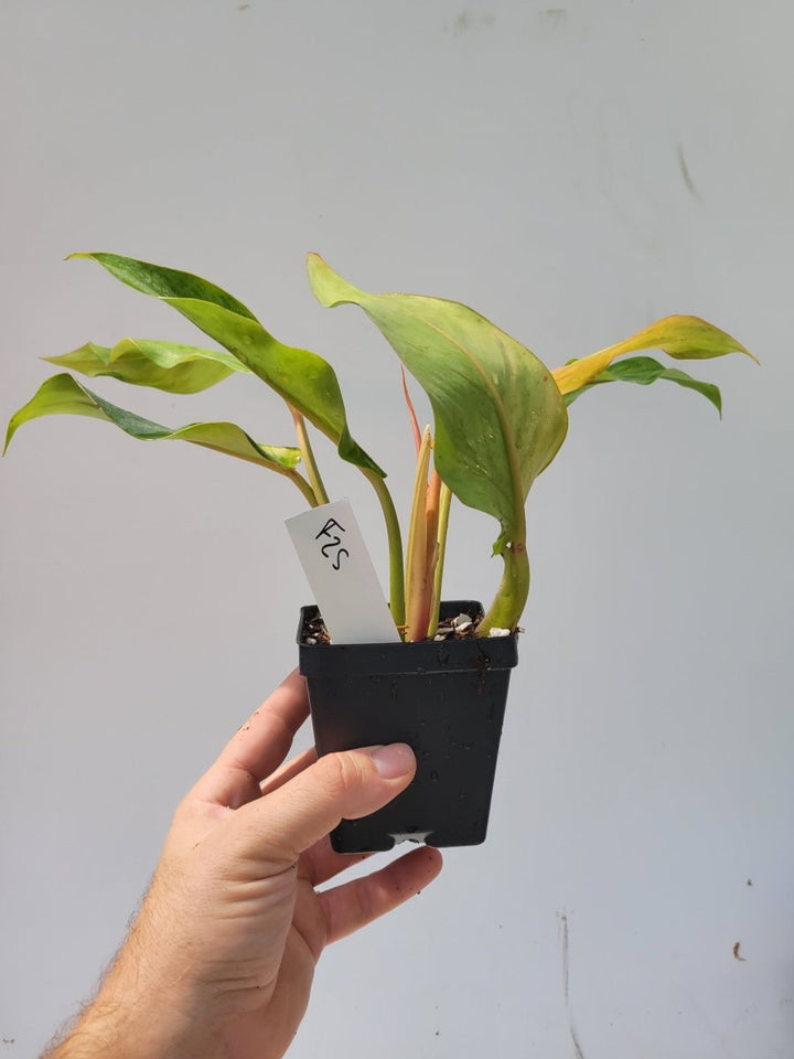 Philodendron Orange Marmalade - Nice Plants Good Pots