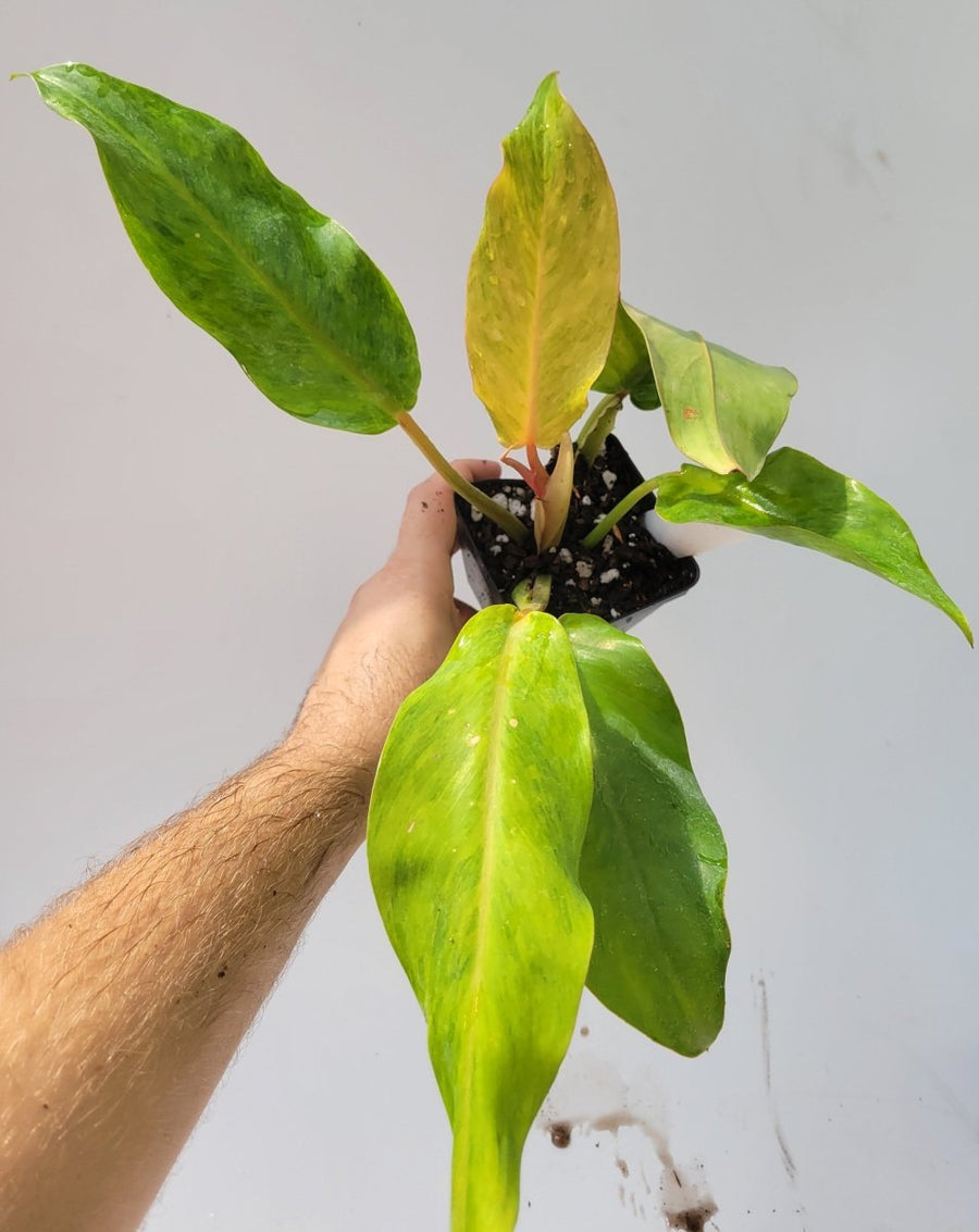 Philodendron Orange Marmalade - Nice Plants Good Pots